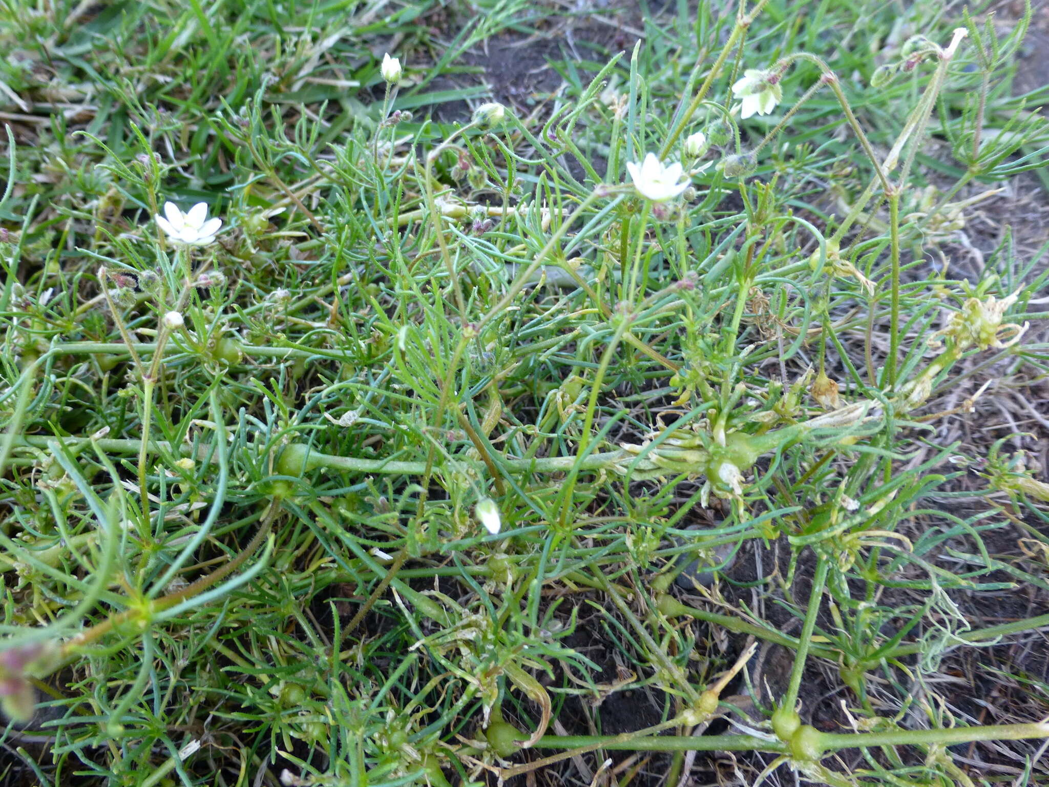 Spergula arvensis L. resmi