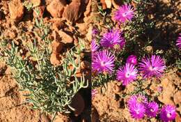 Image of Lampranthus affinis L. Bol.