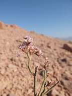 Sivun Limonium pruinosum (L.) Chaz. kuva