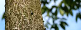 Image of Jewel beetle