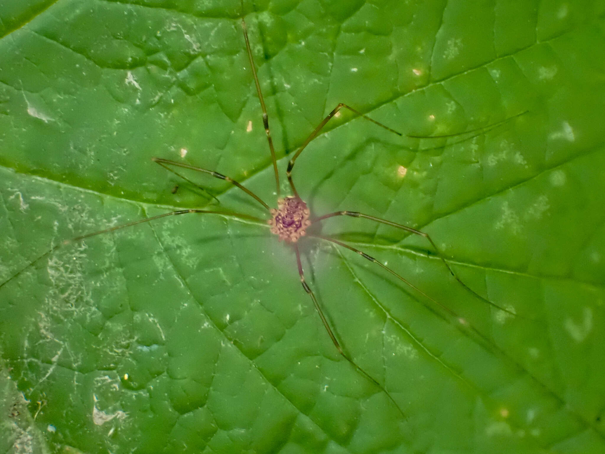 Image of Nelima paessleri (Roewer 1910)