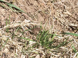 Image of Plains Leopard Frog