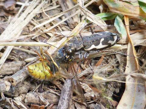 Image of New Zealand common tiger beetle