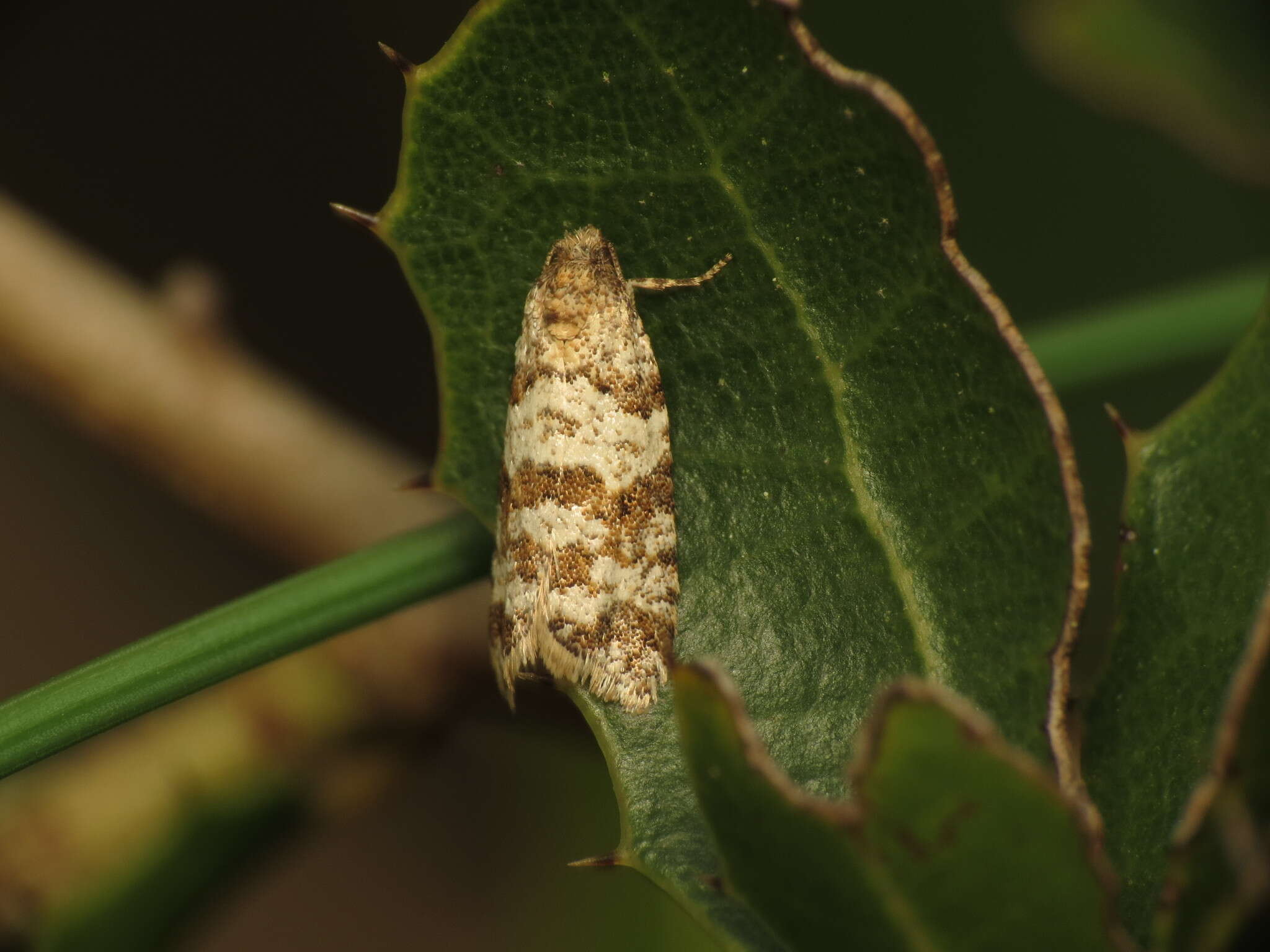 Image of Isotrias stramentana Guenée 1845