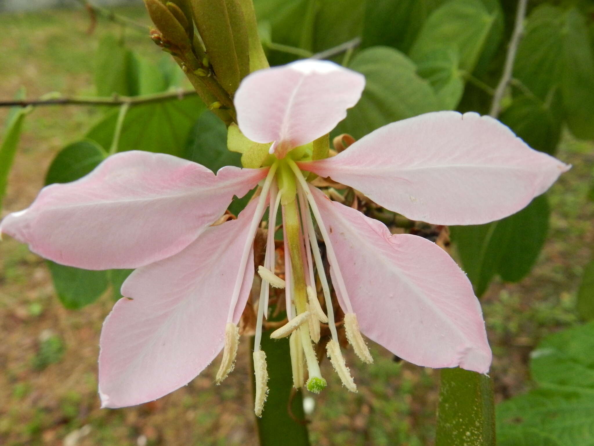 Image of Bauhinia picta (Kunth) DC.