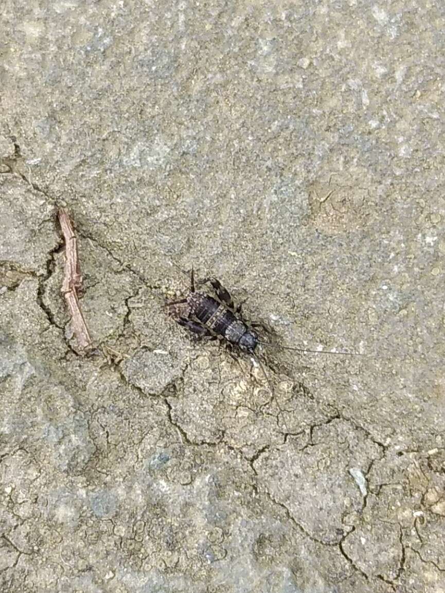 Plancia ëd Dianemobius fascipes nigrofasciatus (Matsumura 1904)