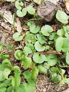 Imagem de Dichondra microcalyx (Hall. fil.) Fabris