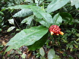 Imagem de Costus gracillimus