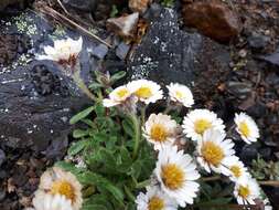 Image of Mex's fleabane