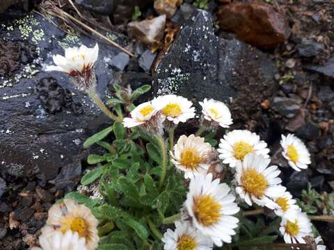 Image of Mex's fleabane