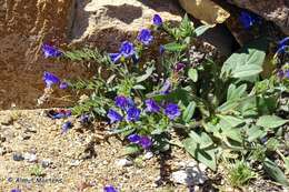 Image of Echium bonnetii Coincy