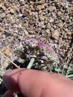 Image of bulbous springparsley