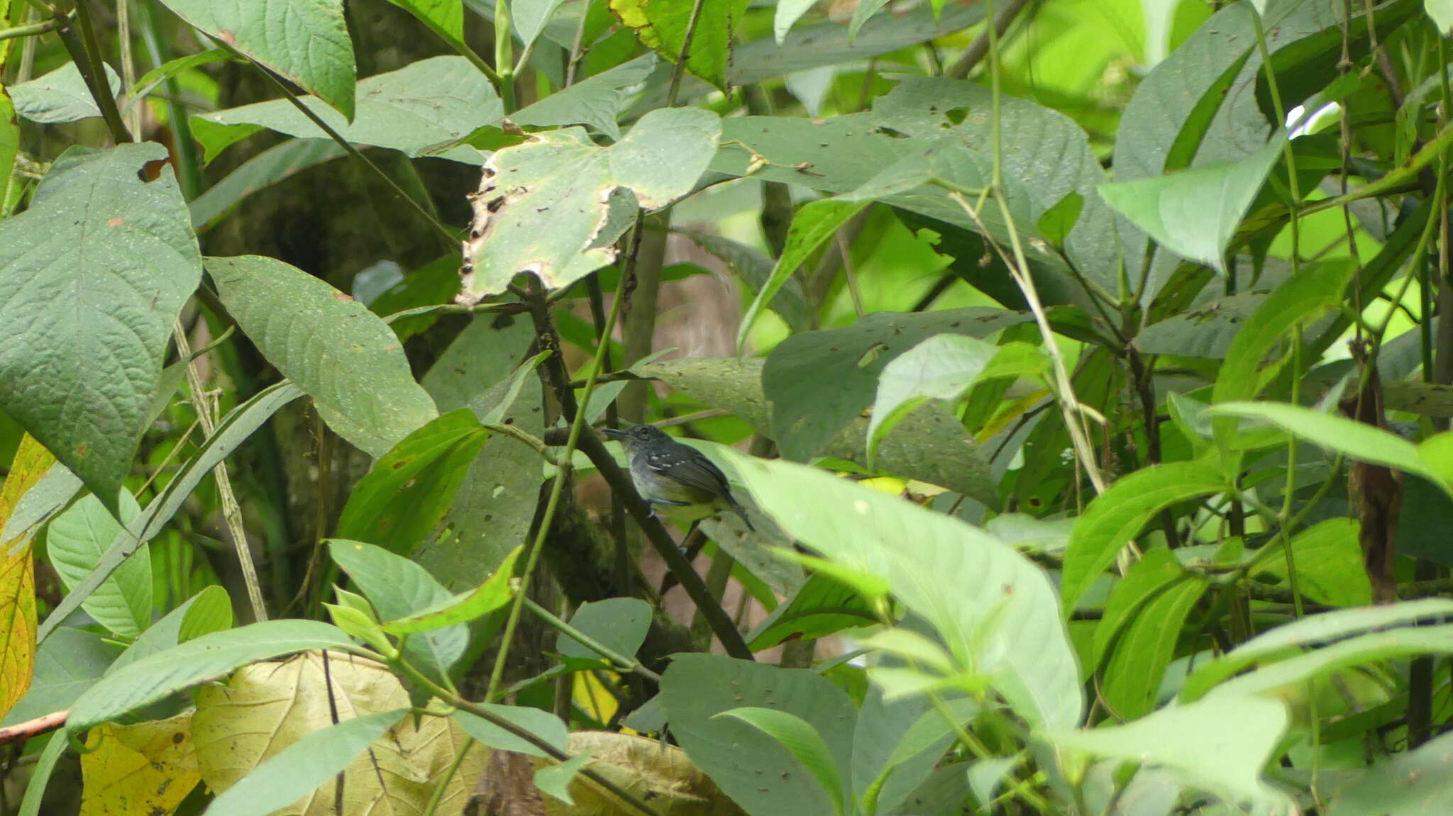 Image of Spot-crowned Antvireo