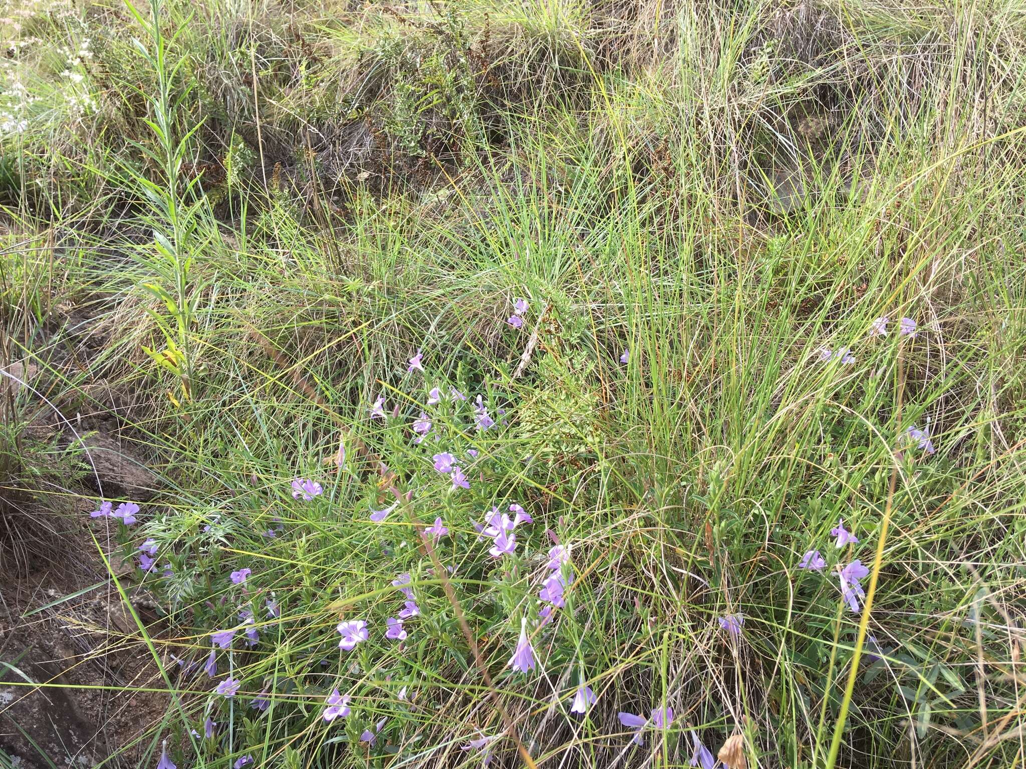 Imagem de Barleria meyeriana Nees