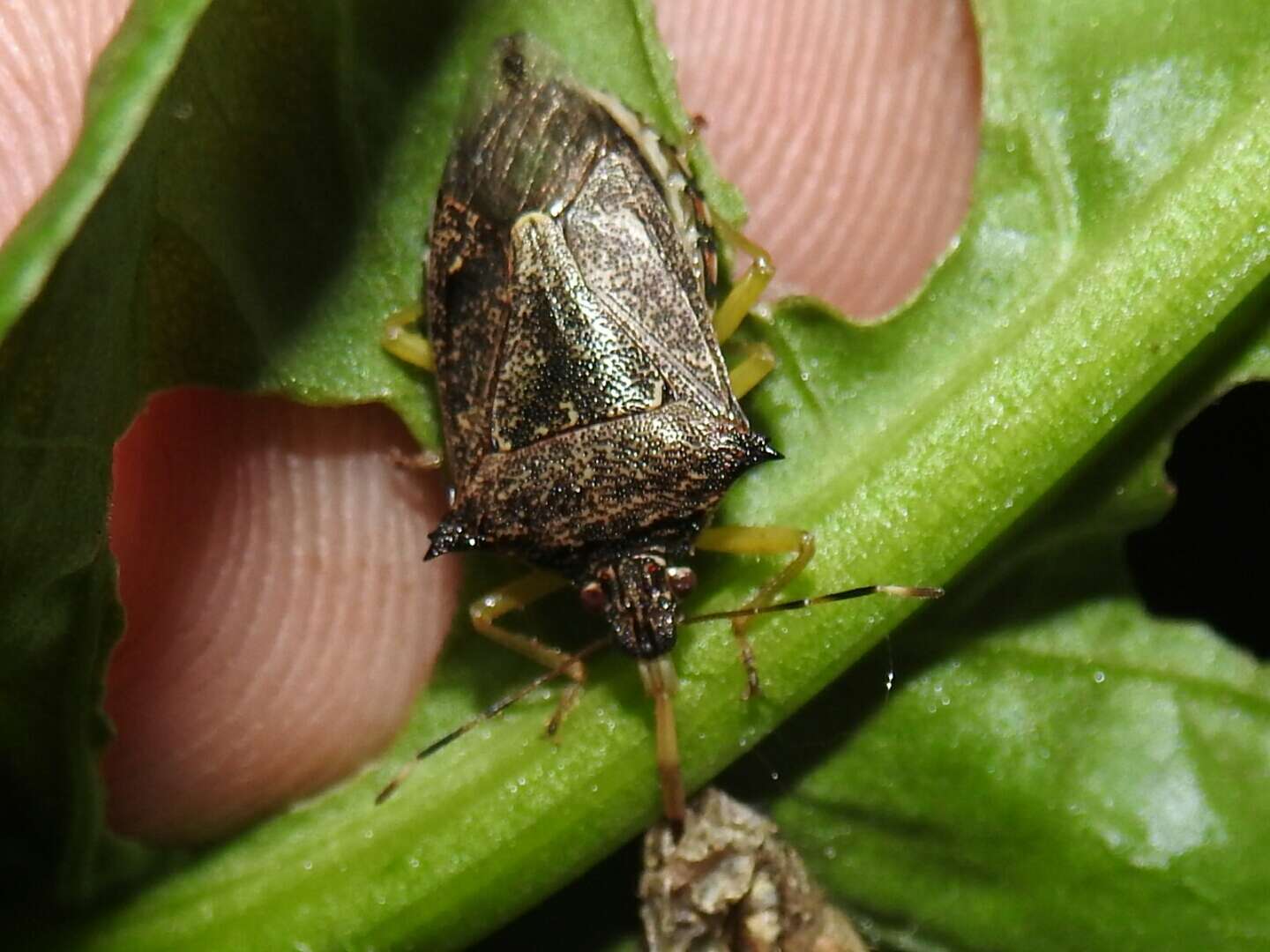 Image de Podisus (Podisus) sagitta (Fabricius 1794)