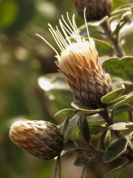 Image of Dasyphyllum sprengelianum (Gardn.) Cabrera