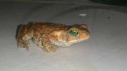 Rhinella rubescens (Lutz 1925) resmi