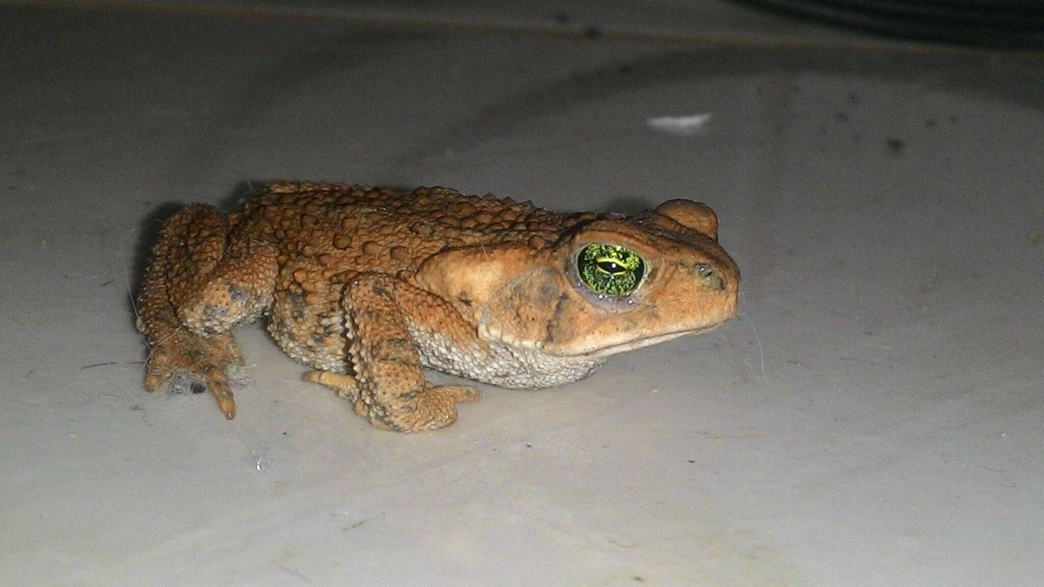 Rhinella rubescens (Lutz 1925) resmi