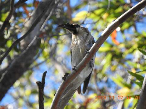 Image of Noisy Friarbird