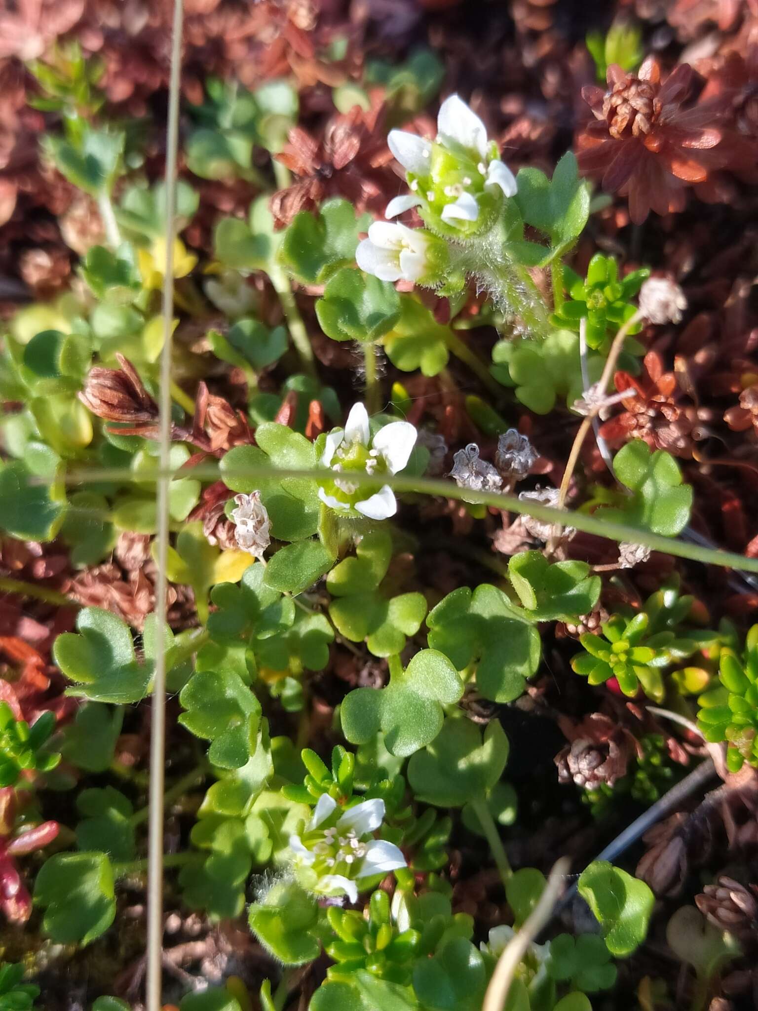 Image of weak saxifrage