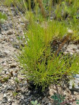 Image de Thelesperma longipes A. Gray