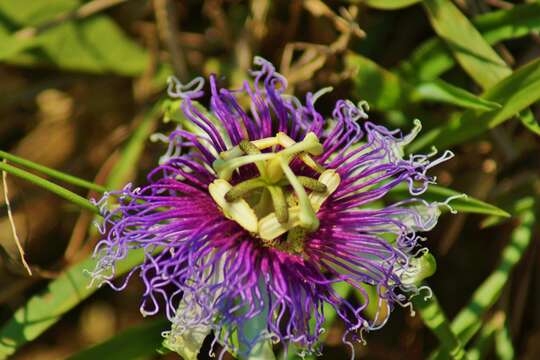 Image of Passiflora serratifolia L.