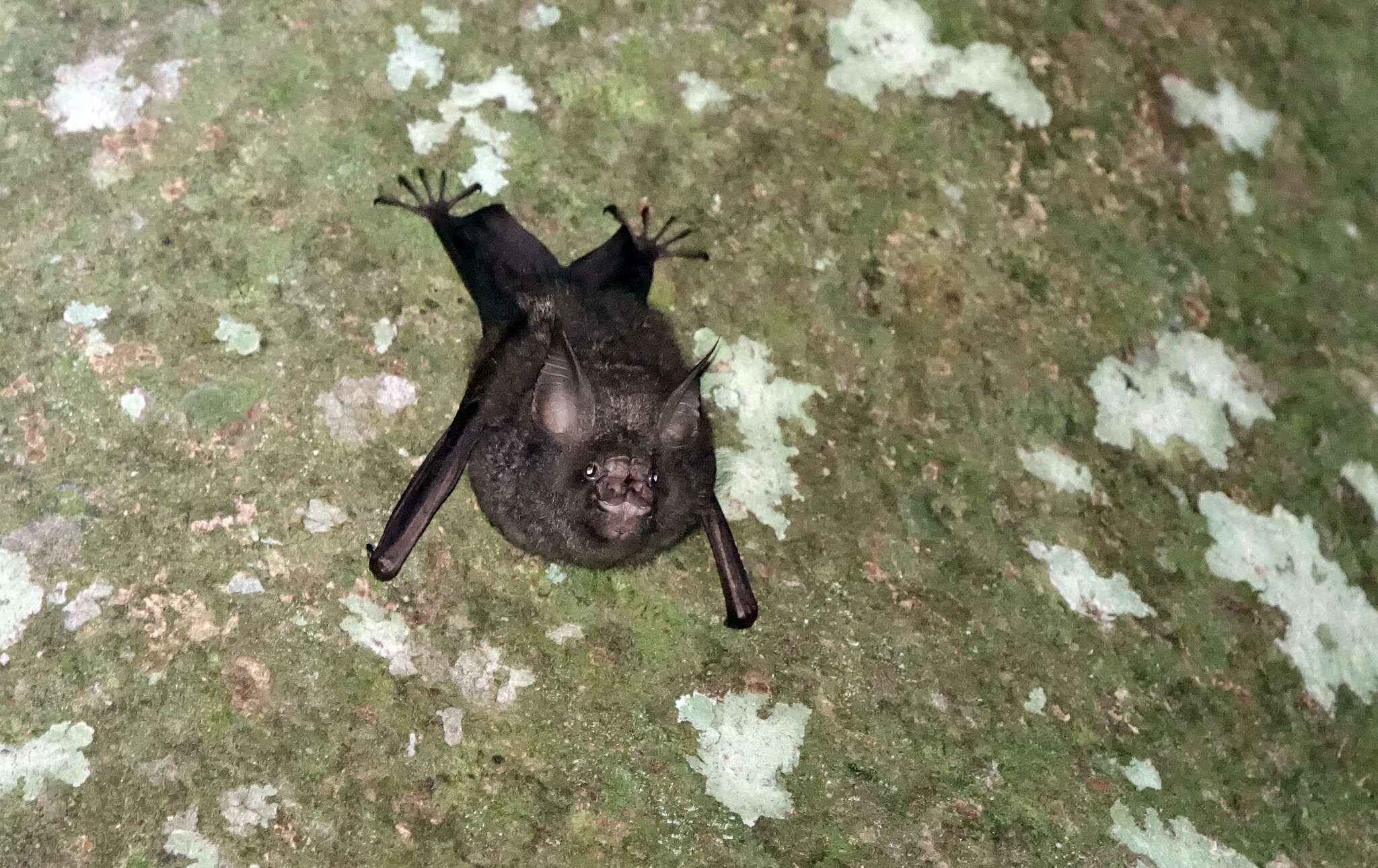 Image of Cyclops Leaf-nosed Bat