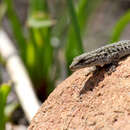 Image of Black-spotted Dwarf Gecko
