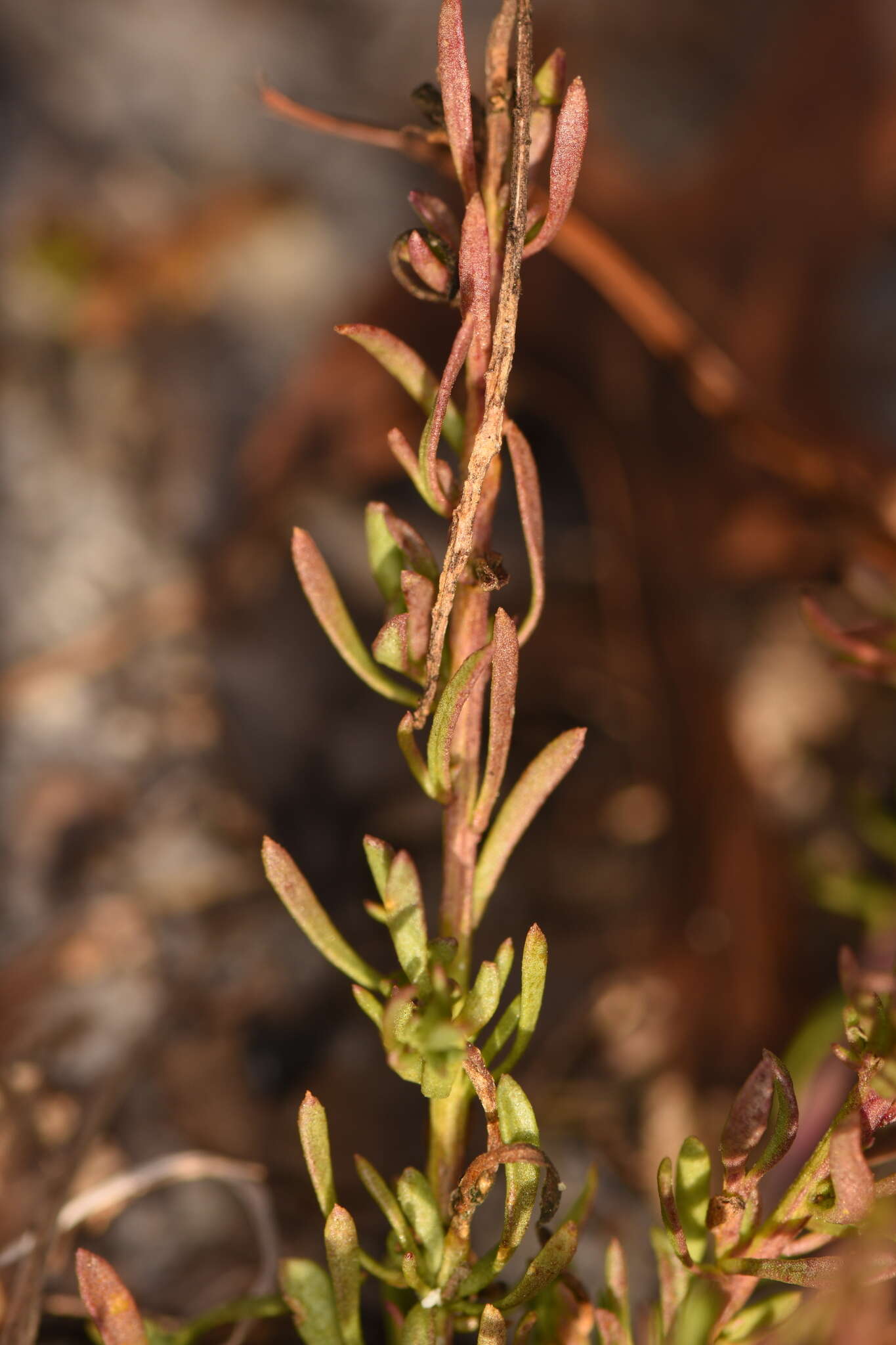 Image of Lewton's milkwort