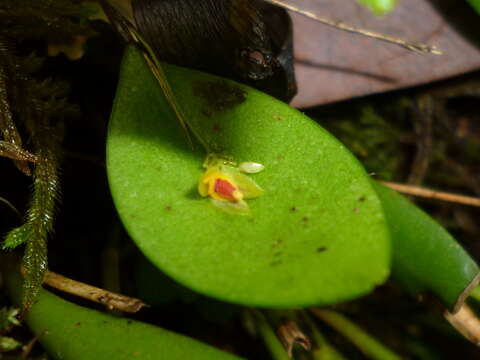 Image of Lepanthes javieri Archila