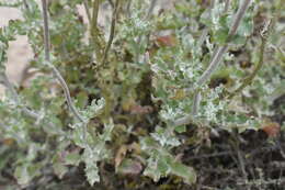 Слика од Senecio antofagastanus Cabrera