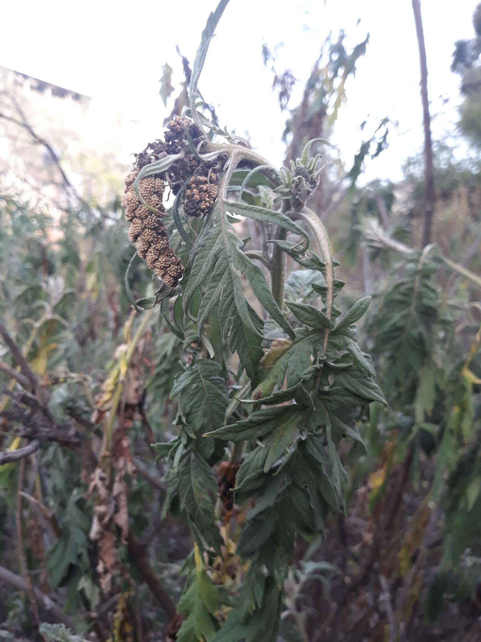 Imagem de Ambrosia arborescens Mill.