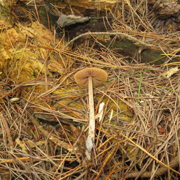 صورة Entoloma cuneatum (Bres.) M. M. Moser 1978