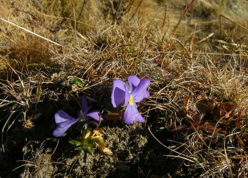 Слика од Viola calcarata L.