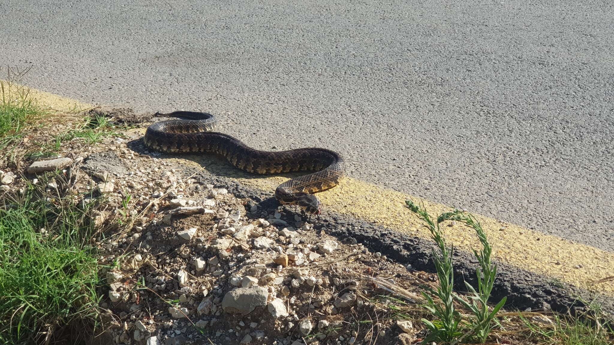 Image of Palestine Viper