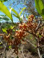 Imagem de Strophanthus boivinii Baill.