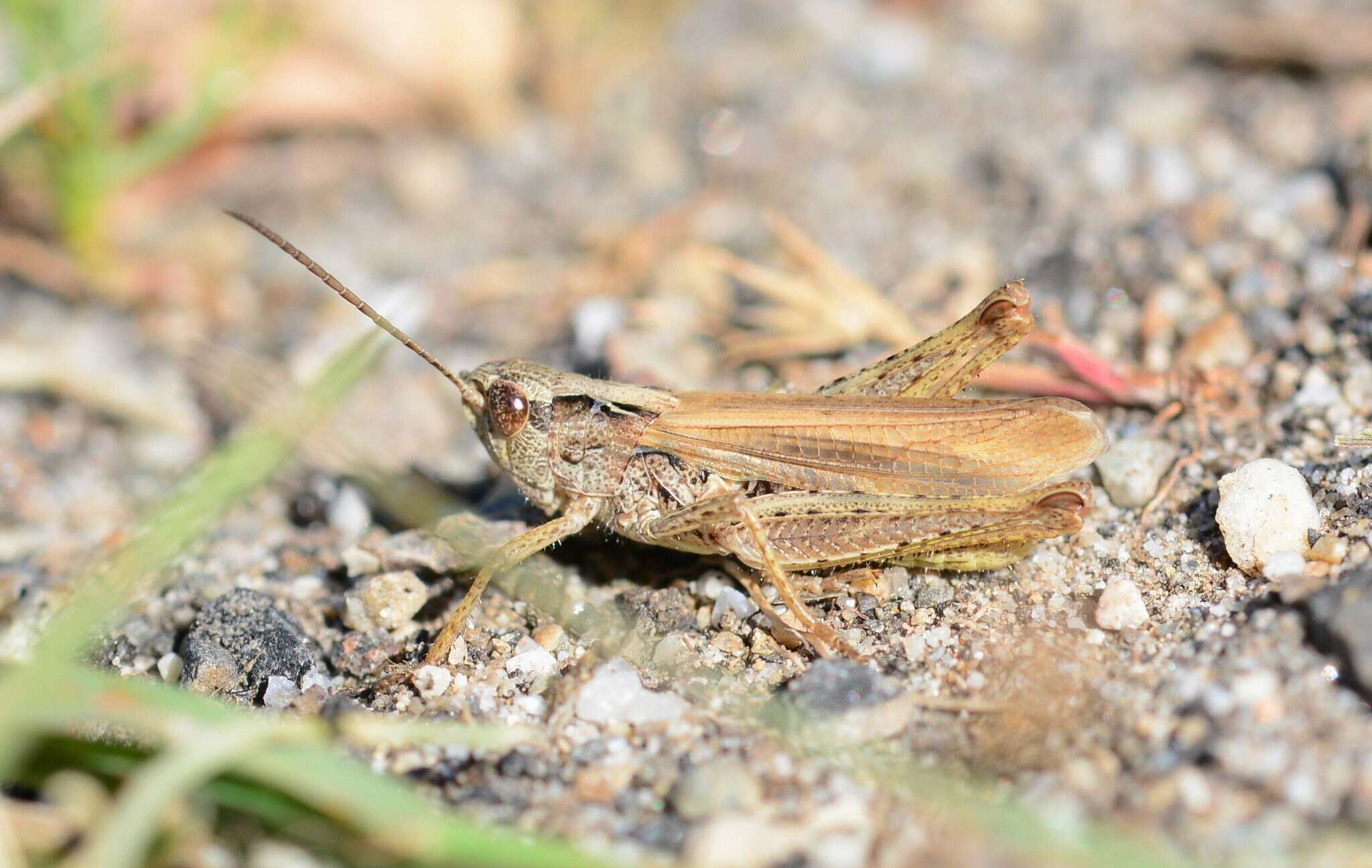 Chorthippus (Glyptobothrus) apricarius subsp. apricarius (Linnaeus 1758) resmi