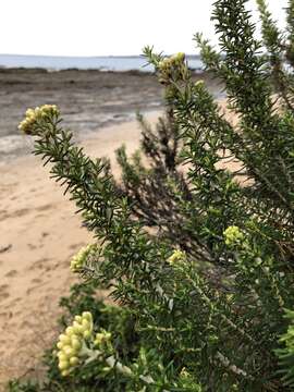 Слика од Ozothamnus cinerea (Labill.) A. A. Anderberg