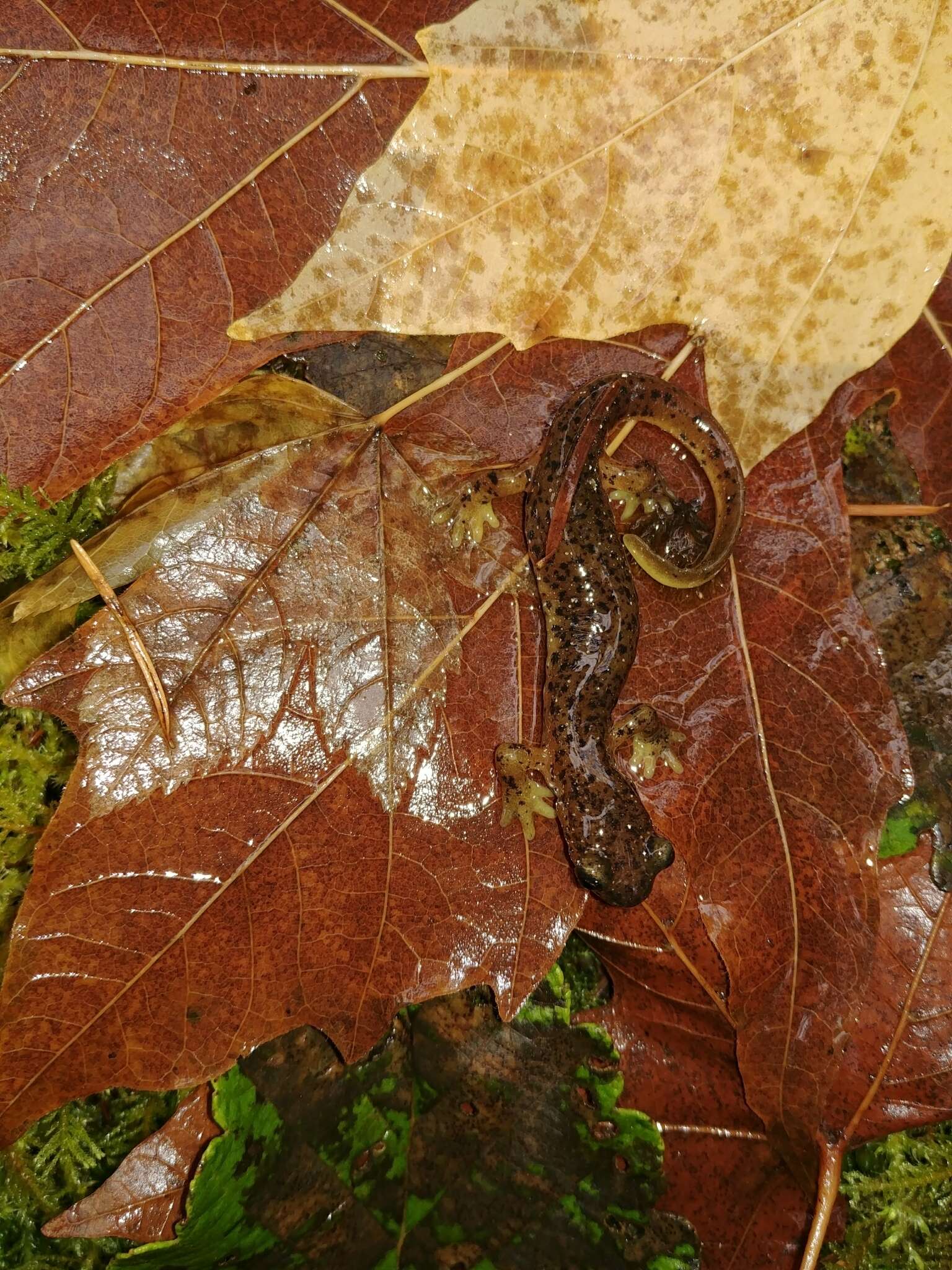 Image of Cascade Torrent Salamander