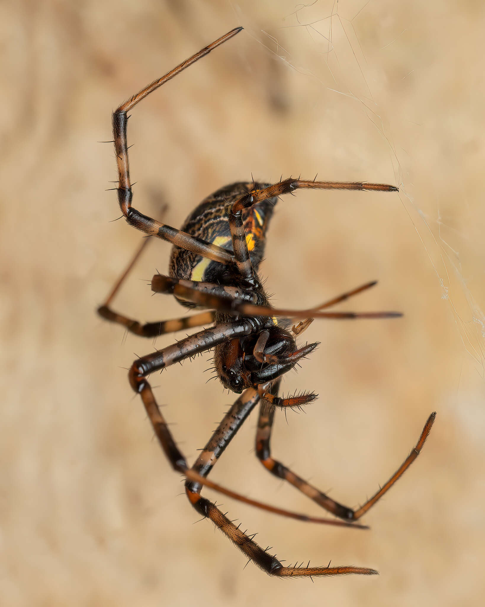 Image of Nephilengys papuana Thorell 1881