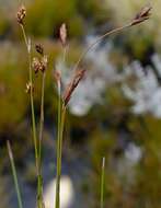 Image of Restio pedicellatus Mast.