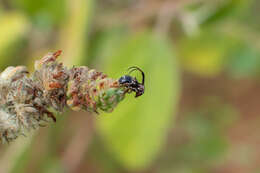 Image of Tessarecphora arachnoides Thomson 1857