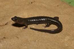 Image of Cumberland Dusky Salamander