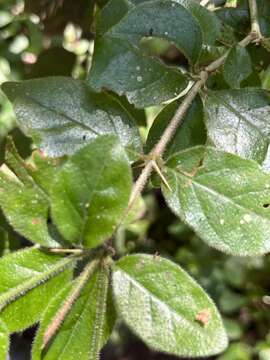 Image of Canthium ciliatum (D. Dietr.) Kuntze