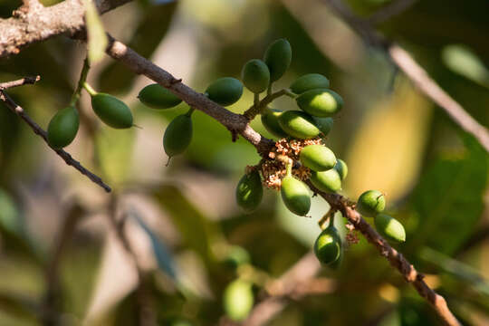 Sivun Prunus zingii Standl. kuva