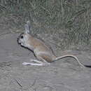 Image of Great Jerboa