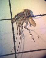 Image de Aedes squamiger (Coquillett 1902)