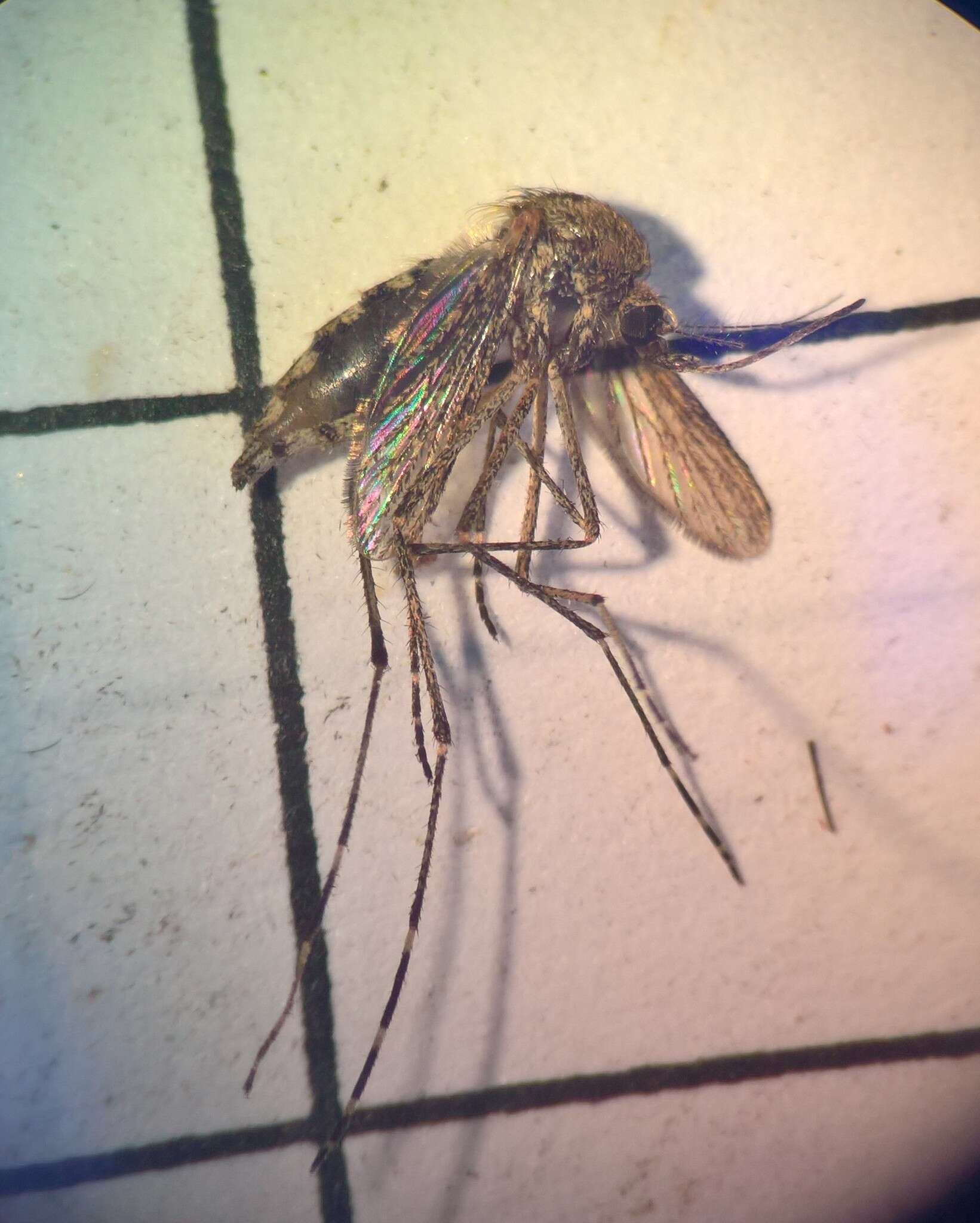 Image de Aedes squamiger (Coquillett 1902)