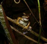 Image of Bongao tree frog