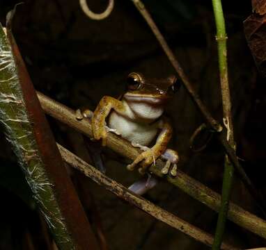 Image of Bongao tree frog